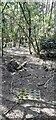 Footpath through wooded area on east side of Sarkfoot Road