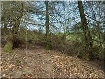 SE2169 : High Skelding, managed woodland by Mel Towler