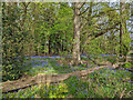 Bluebell woodland north of Ifield Hall