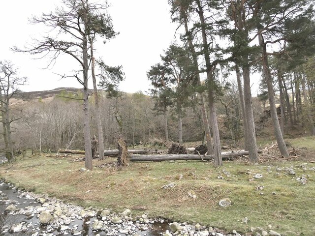 Fallen pine trees beside the Harthope Burn