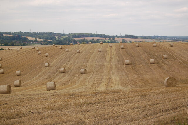A field of straw bales