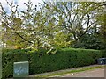 Trees by Meadway, Hampstead Garden Suburb