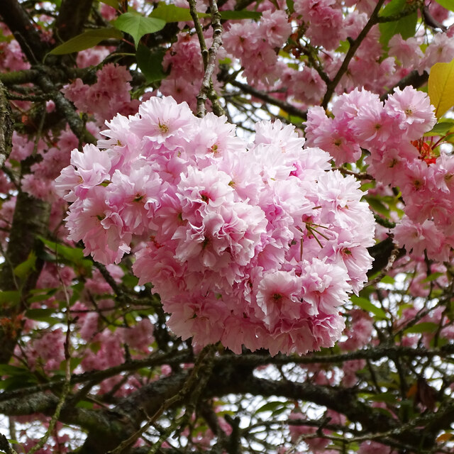 Cherry blossom, Town Gardens, Swindon