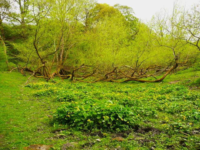 Kingcups and willow, Bierley Hall Wood, North Bierley