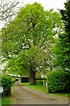 Trees, Flower Farm