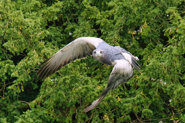 York Bird of Prey Centre