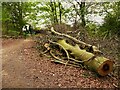 Felled tree, Bierley Hall Wood