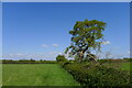 Broken oak, Vale of Belvoir