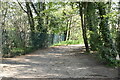 Footpath, Selsdon Wood