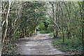 Footpath, Selsdon Wood