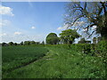 Wheat field and hedgerow near Ashwell End