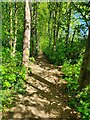 Path though the woods, Bury St Edmunds