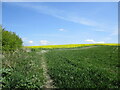 Field edge near Quarry Hills