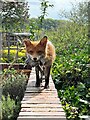 Vixen with lunch