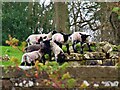 Lambs at play