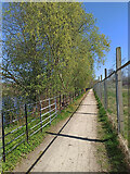 NS6063 : Riverside path by the Clyde by Thomas Nugent
