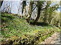 Bluebells on the roadside