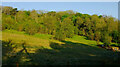 Hillside below Blize Wood