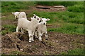 Lambs in Nether Wasdale