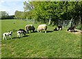 Sheep and lambs at Park Farm