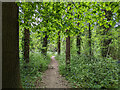 Path, Woldhurstlea Wood, Crawley