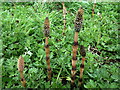 NZ1365 : Great Horsetail (Equisetum telmateia) by Andrew Curtis