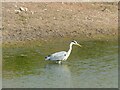 SK6143 : Heron in the Northern Basin, Gedling Country Park by Alan Murray-Rust