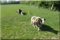 Sheep and lambs at Park Farm