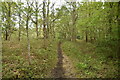 Footpath, Spring Garden Wood