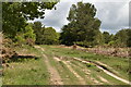 Rutted track, Ashdown Forest