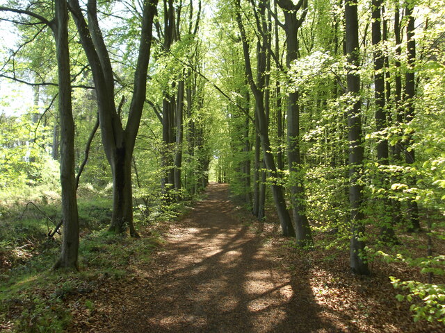 Track in Laughton Forest © David Brown cc-by-sa/2.0 :: Geograph Britain ...