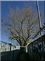 Tree alongside a footpath