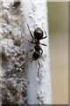 Black Ant (Lasius niger agg.), Beauchief, Sheffield