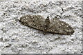 Brindled Pug (Eupithecia abbreviata), Beauchief, Sheffield