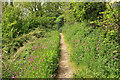 Footpath, Stoke Gabriel