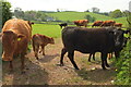 Cattle, Four Cross Lanes