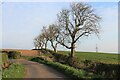 A row of trees at Dallars