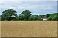 Field of barley near Nutley Dean Farm