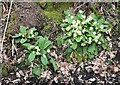 Common primroses