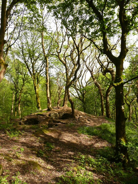 Trees on a mound at Scout Head in Brearley Wood, Midgley