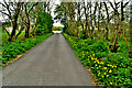 Dandelions along Gavallagh Road