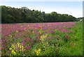 SU5677 : Field of flowers near Ashampstead by Des Blenkinsopp