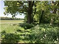 Whitehill Lane at Blackmoor Farm