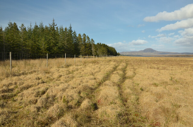 Deer Tracks in the Grass, near Naver Forest, Sutherland