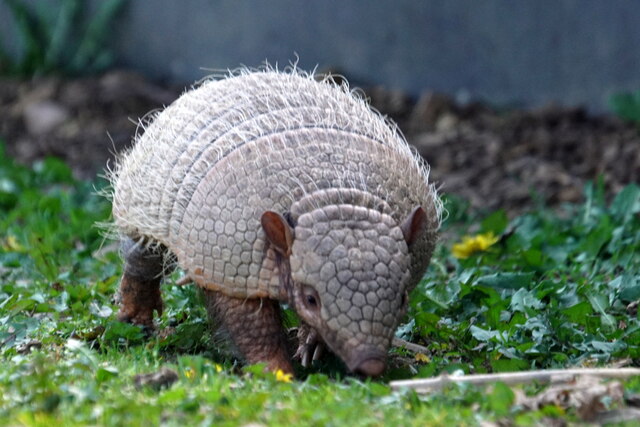 Nine-banded Armadillo (Dasypus... © Mike Pennington :: Geograph Britain ...