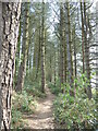 The Pennine Way near The Hollins