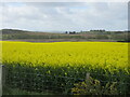 Oil-seed rape near Whitefield