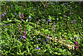 Bluebells and orchids, Pixey Close