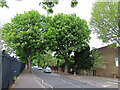 Horse chestnut trees in bloom, North Ealing