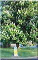 Chestnut in bloom on Lenton Circle, Tollerton